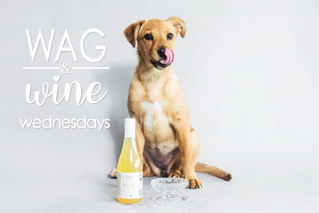 Dog licking nose next to a bowl and bottle of dog wine